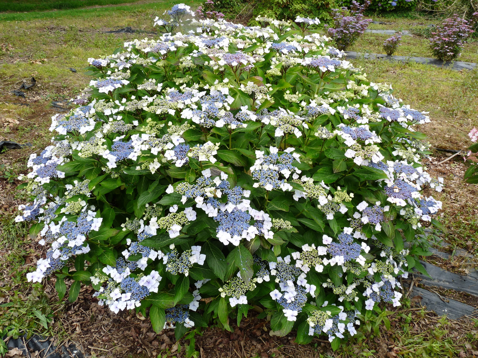 Hydrangea macrophylla 'Mariesii Grandiflora'